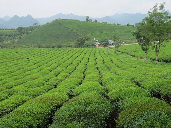 Visiting tea plantations in Moc Chau