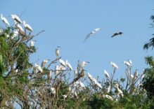 Hai Duong’s Stork Island becomes national relic site