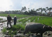 Rural village outside Vietnam’s ancient town seeks to become tourist stop