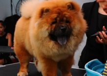 Dogs in Vietnam: Friends or food?