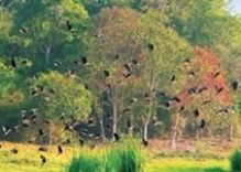 Cat Tien national park develops ecotourism