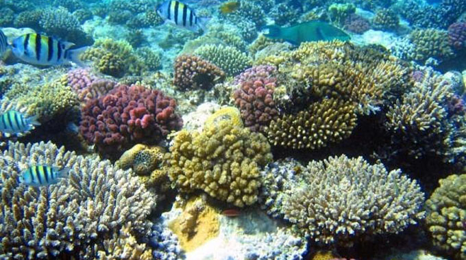 Con Co Island – A place to dive and admire coral reefs